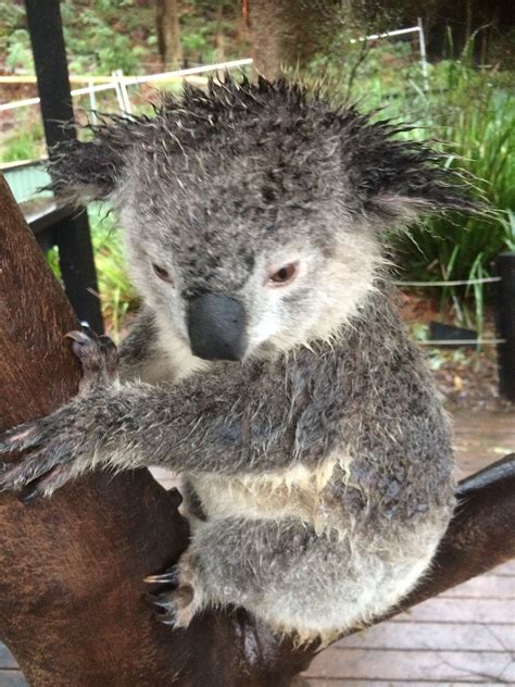 Wet koala Australian Wildlife, Australian Animals, Cute Little Animals, Koala Bear, Nature ...