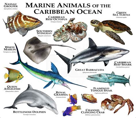 Animals of the Caribbean Ocean Poster Print - inkart