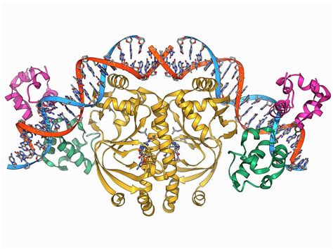 Gene Activator Protein Photograph by Laguna Design/science Photo Library - Fine Art America