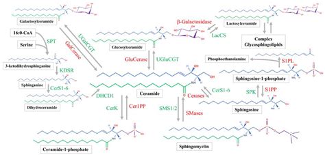 Nutrients | Free Full-Text | Dietary and Endogenous Sphingolipid Metabolism in Chronic Inflammation