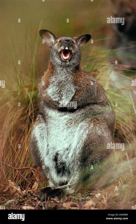 Red necked Wallaby Macropus rufogriseus Australia Marsupial Laughing ...