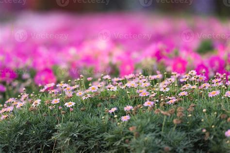 Dubai miracle garden 11329490 Stock Photo at Vecteezy