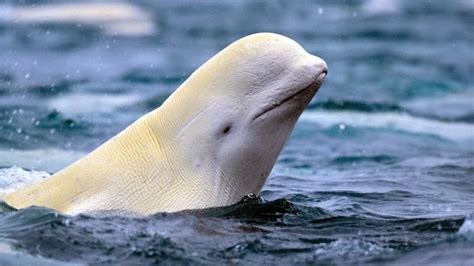 Beluga Whale Facts, Habitat, Sounds, Diet, Baby, Videos, Pictures