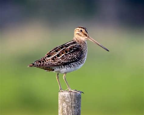 Common Snipe - Facts, Diet, Habitat & Pictures on Animalia.bio