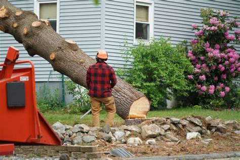 How to Remove a Tree From Your Yard: The Complete Guide