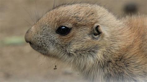 Groundhog Baby - Animal Facts Encyclopedia