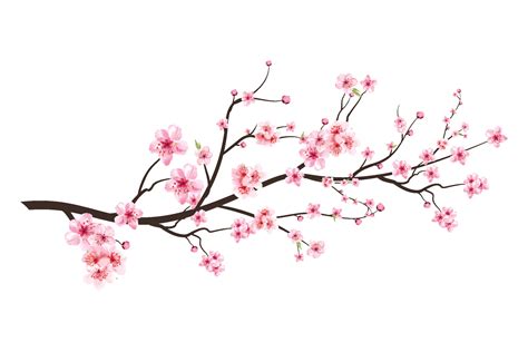 Realistic Cherry blossom branch. Cherry blossom with pink Sakura flower ...