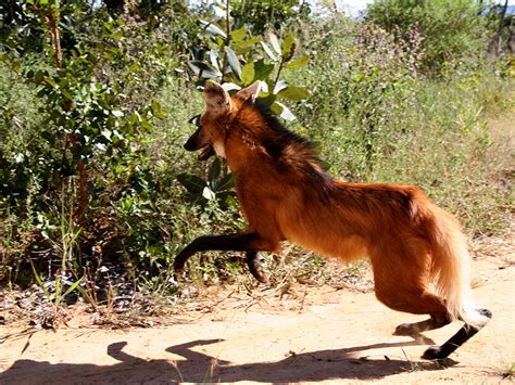 PROJETO CONHECER O CERRADO - 101 ANIMAIS QUE VIVEM NO CENTRO-OESTE DO BRASIL: 101 BRAZILIAN ...