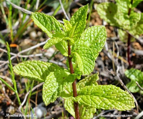 Menuda Natura: Mentha spicata L.