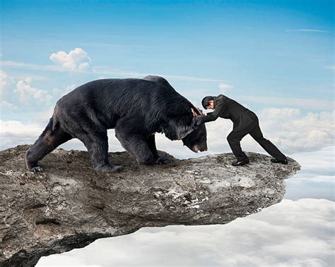 Man Fighting Bear Stock Photos, Pictures & Royalty-Free Images - iStock