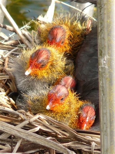 Coots chicks animal Photos in .jpg format free and easy download unlimit id:226392