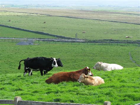 Decoded: Irish Potato Famine Caused By Fungus-Like Pathogen