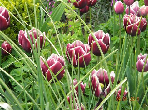 Tulip Border, Kilkenny – Shirley Cullen – Foxrock Garden Club