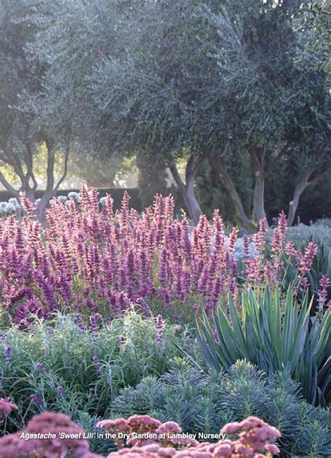 lambley nursery | Dry garden, Garden landscape design, Native garden