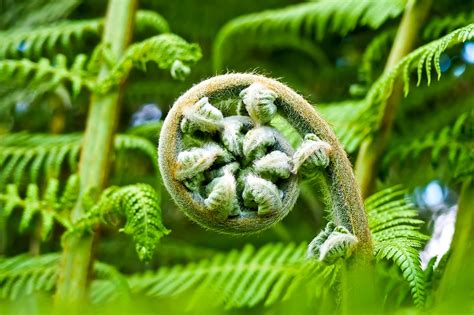 Palm fern,fern,flora,botanical garden,yellow green - free image from needpix.com