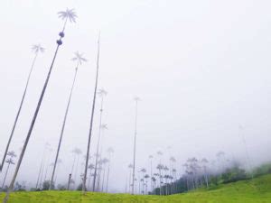 Hiking Valle de Cocora: The 3 Best Adventures in Colombia Part 1 - Brooklyn Tropicali