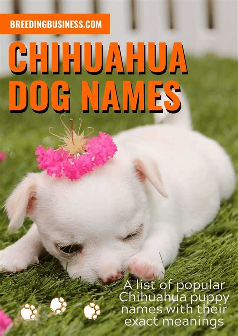 120+ Chihuahua Dog Names: Ideal Chihuahua Puppy Name Ideas!