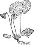 Keyword: "Shortia galacifolia" | ClipArt ETC