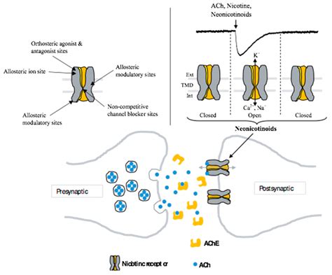 IJERPH | Free Full-Text | An Overview on the Effect of Neonicotinoid Insecticides on Mammalian ...