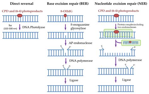 Biomedicines | Free Full-Text | UV Radiation in DNA Damage and Repair Involving DNA-Photolyases ...