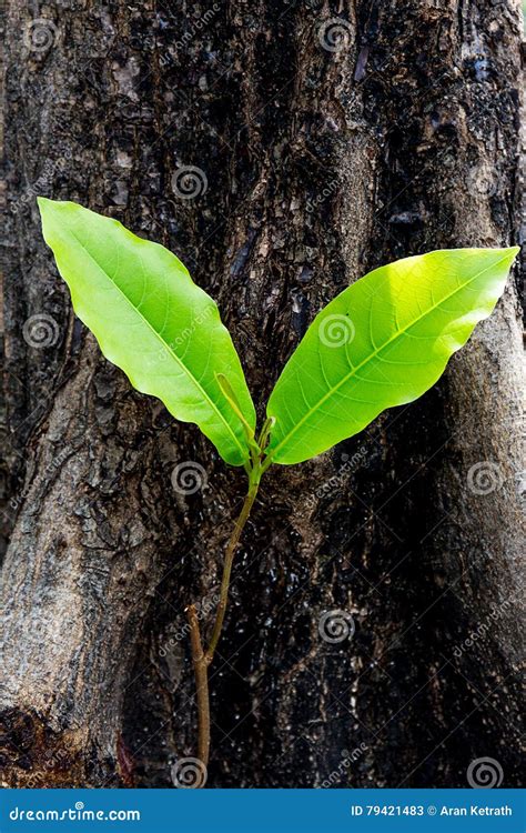 Plant with Two Leaves is Growing Stock Image - Image of natural, background: 79421483