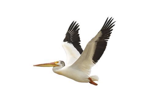 flying pelican clipart 10 free Cliparts | Download images on Clipground 2024