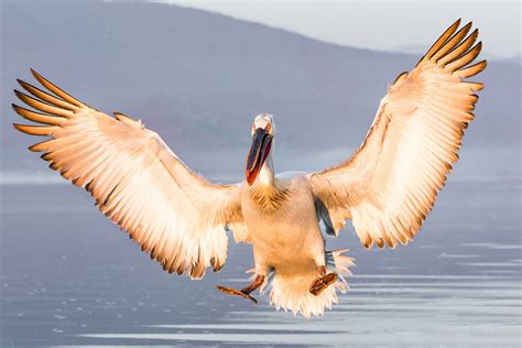 Dalmatian Pelican Breeding Season in Greece 2025 - Rove.me