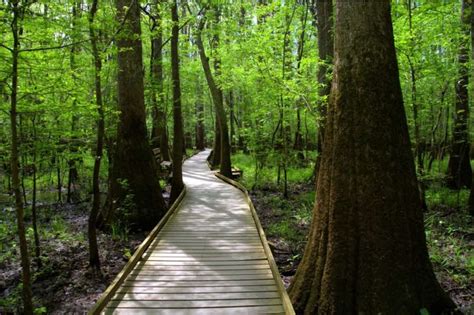 The Complete Guide to Camping in Congaree National Park