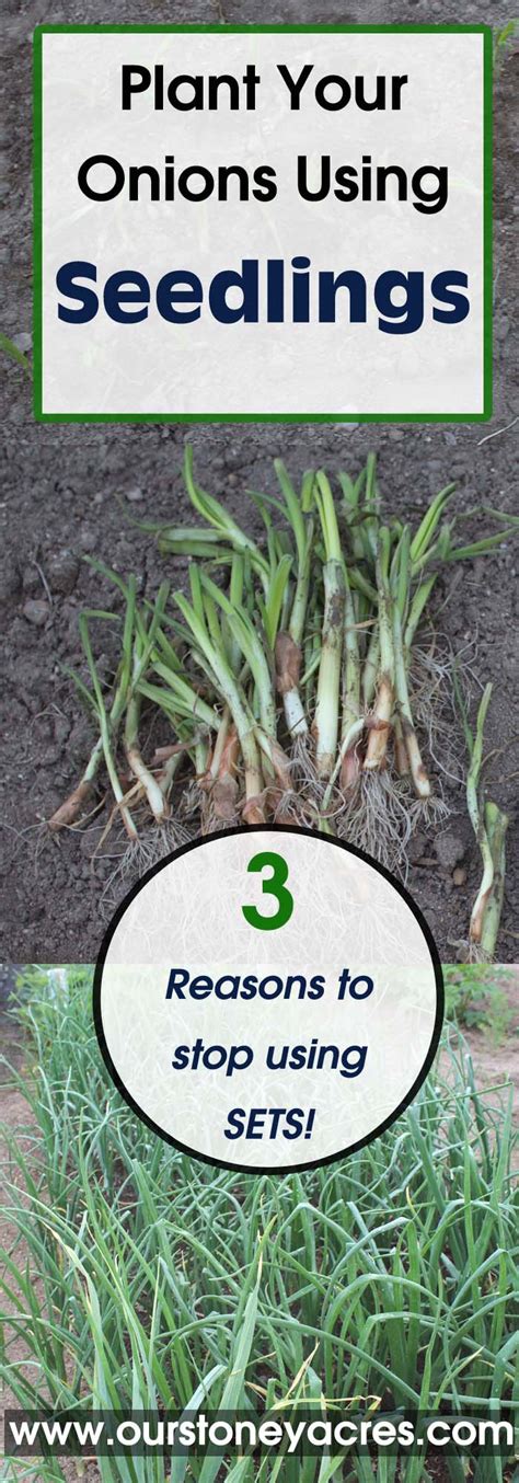 Planting Onions Using Seedlings - Stoney Acres