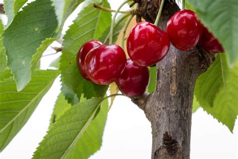 6 Excellent Zone 6 Fruit Trees for Your Garden | HappySprout