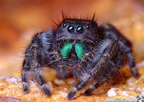 The Most Beautiful Spider in the World (20 pics) | Bored Panda