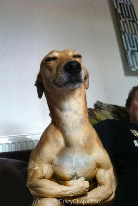 Muscle dog taking a quick picture of his workout progress | Funny dog faces, Dog memes, Funny ...