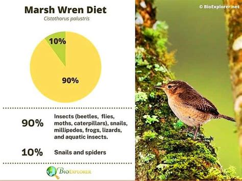 What Do Wrens Eat? | Wrens Diet By Types | Biology Explorer