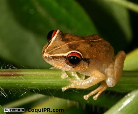 Coqui that sings a beautiful tune at night | Puerto rico pictures ...