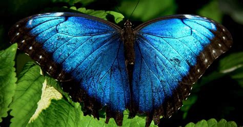 The Meaning of Black and Blue Butterfly: Interesting facts