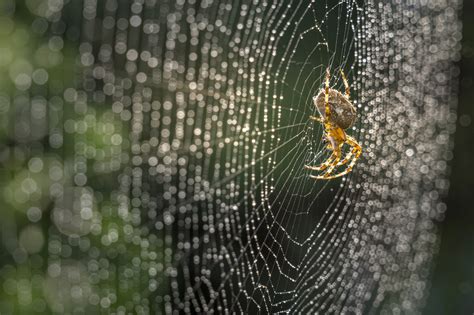 How to photograph a spider's web - Discover Wildlife