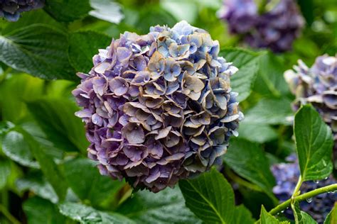 Purple Blue Hydrangea | Michael | Flickr