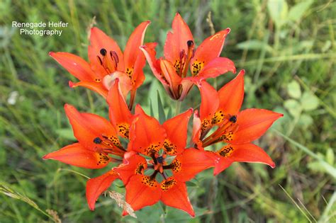 Renegade Heifer Photography: Wild Tiger Lilies by the Garden Spot