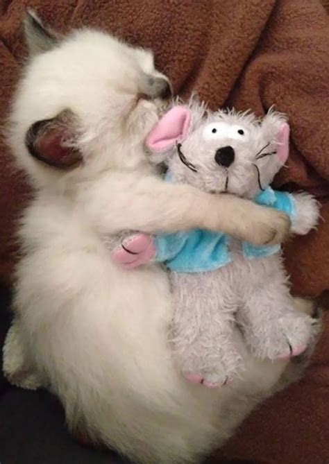 These 201 Pictures Of Adorable Pets Sleeping With Toys Will Be Too Much Cuteness For You To Take ...