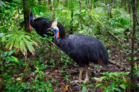 Southern Cassowary – Facts, Habitat, Diet, Pictures