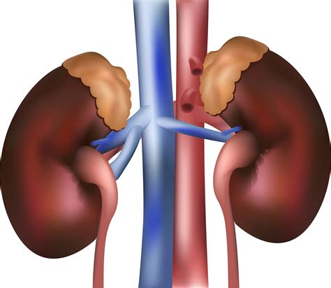 Location Of Kidneys And Liver, Location, Free Engine Image For User Manual Download