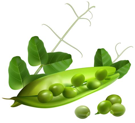 Pea Pod PNG Clipart | Gallery Yopriceville - High-Quality Free Images ...