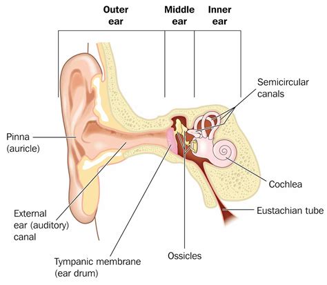 Curious Kids: Why do our ears pop?