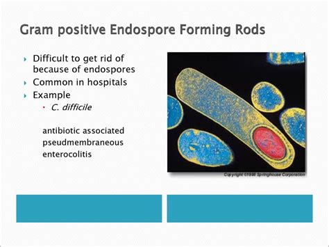 Classification of Bacteria - ppt download