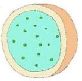 The Cell Sale: Lysosome