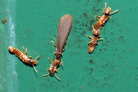 'Flying ants' after rain in Townsville, Queensland