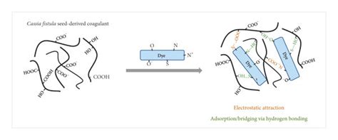 A proposed mechanism of coagulation-flocculation process. | Download Scientific Diagram