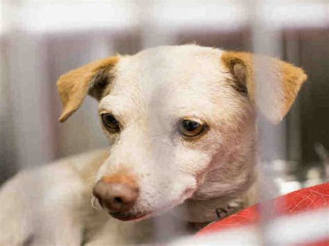 30 pets available for adoption from Maricopa County Animal Care and Arizona Humane Society ...