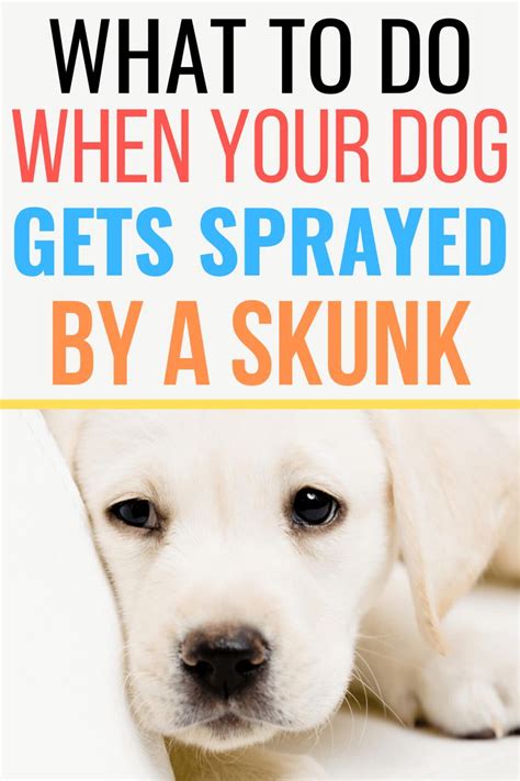 What To Do When Your Dog Gets Sprayed by a Skunk | Skunk, Skunk smell ...