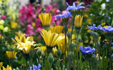 Stunning Colorado Garden: HD Flower Wallpaper by Joshua RJS